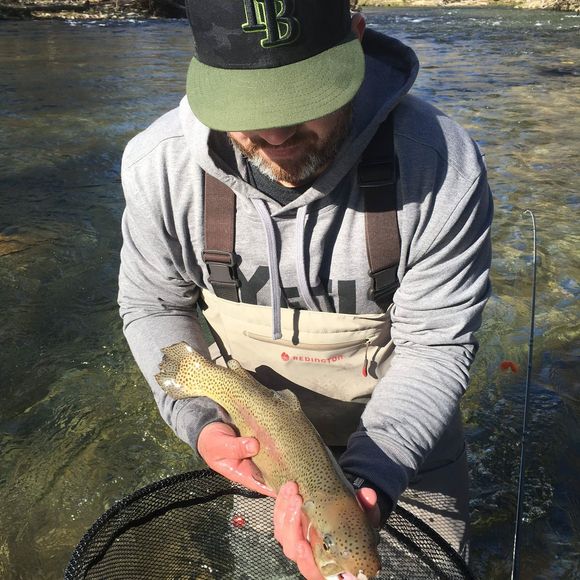 Meet your Posher, William - Picture 1 of 1